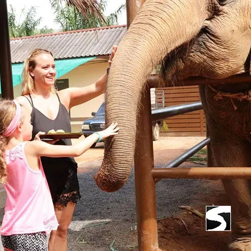 Koh Samui Elephant Home Animal Shelter Feeding Activity