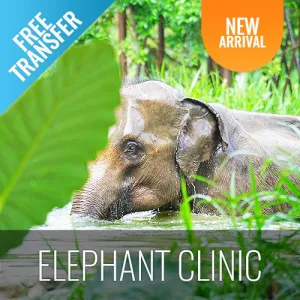 Koh Samui Elephant Home Animal Shelter Feeding Activity